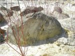 Глыба песчаника с множественными ризоконкрециями , содержащая крупный фрагмент окаменелого растения
