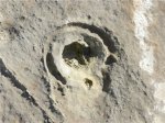 Выход горизонтального стебля растения из глыбы песчаника. Крупный план.