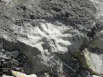 Сантонская губка семейства Coeloptychidae.