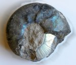 Аммонит Craspedites parakaschpuricus.