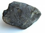 Inoceramus