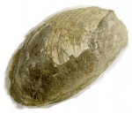 Buchia concetrica