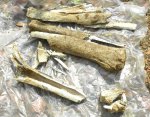 Обломки кости N1.Camelus.