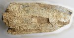 Elasmotherium. Зуб N 2. После обработки.