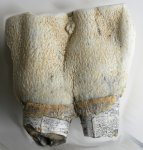 Coelodonta antiquitatis. Зуб N 1 после обработки. Вид с внешней стороны.