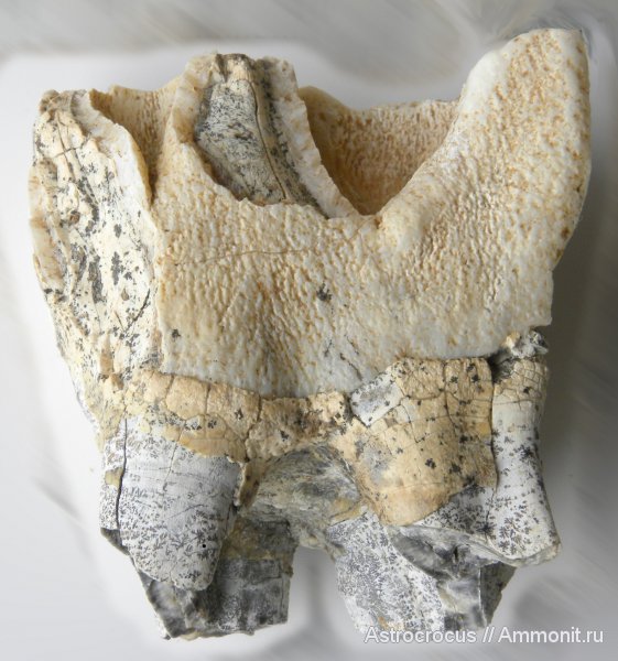 млекопитающие, Самарская область, кости, Coelodonta, Яблоновый овраг, непарнокопытные, Coelodonta antiquitatis