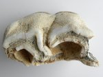 Кости из окрестностей Яблонового оврага.