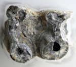 Coelodonta antiquitatis. Зуб N 1  после обработки. Вид снизу, корни.