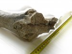 Фрагмент кости N1 после склейки. Camelus.