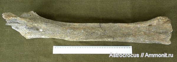 млекопитающие, Самарская область, кости, Яблоновый овраг
