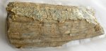 Elasmotherium. Зуб N 2. Вид  сбоку 2.