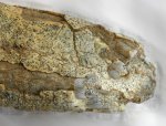 Elasmotherium. Зуб N 2. Вид  сбоку  на острый конец (корень). Фрагмент крупным планом.