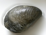 Buchia