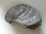 Gryphaea