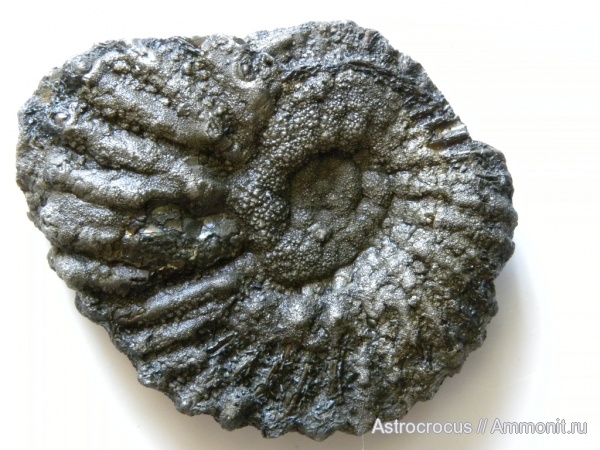 аммониты, Ундоры, Ammonites