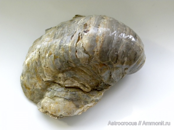 моллюски, юра, двустворчатые моллюски, Gryphaea dilatata, Заводское обнажение, Jurassic