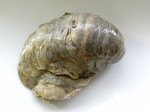 Gryphaea dilatata