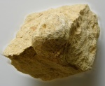 Брахиопода  Cancrinella cancrini