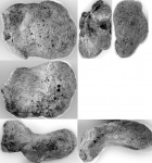 Плечевая кость  (humerus)  водного позвоночного ?