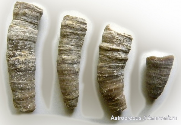 пермь, кораллы, кишечнополостные, Самарская область, Polycoelia sp