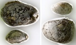 Beecheria (Dielasma) sp.