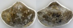 Licharewia stuckenbergi