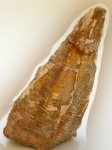 Conularia