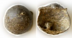 Крупная Globiella hemisphaerium (Kutorga, 1844)