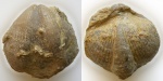Крупная Licharewia rugulata (Kutorga, 1842)