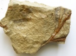 Лист Psygmophyllum