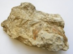 Листья  Psygmophyllum