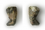 Ventriculites striatus