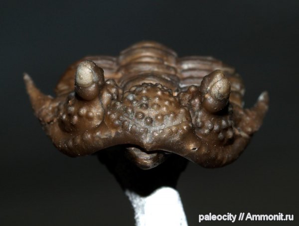 Encrinurus, Encrinurus macrourus