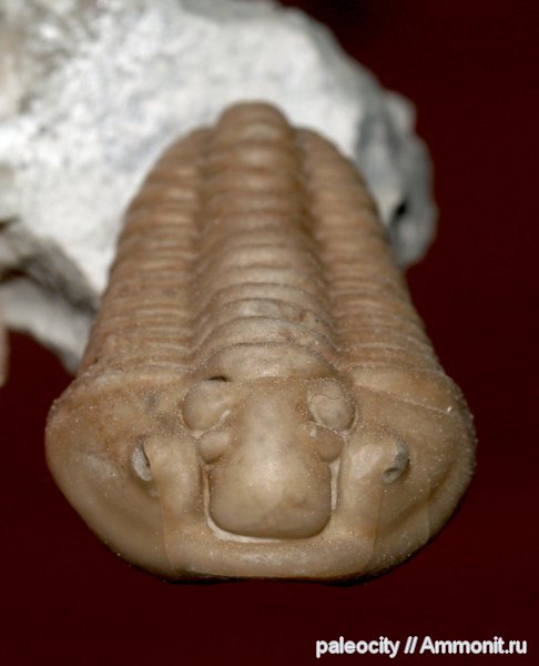 трилобиты, Швеция, Silurian, Calymene, trilobite, Calymene spectabilis