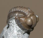 Proetus sp.