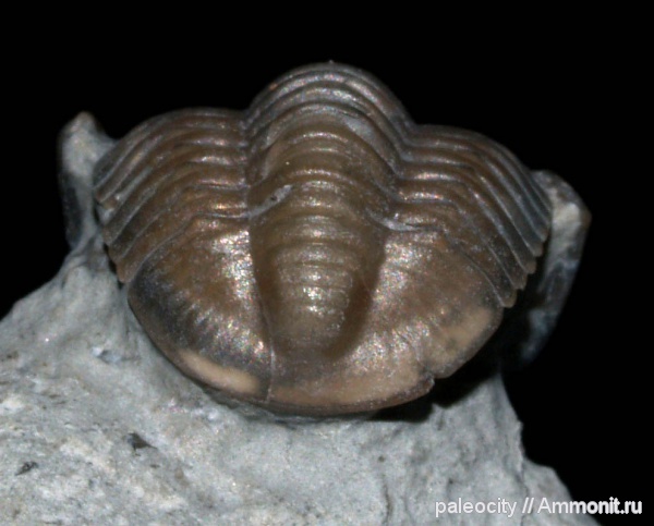 Proetus