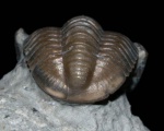 Proetus sp.