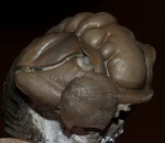 Calymene tuberculata