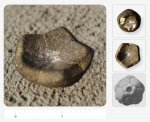 Чашечка лилии (Cromyocrinus или Mooreocrinus)?