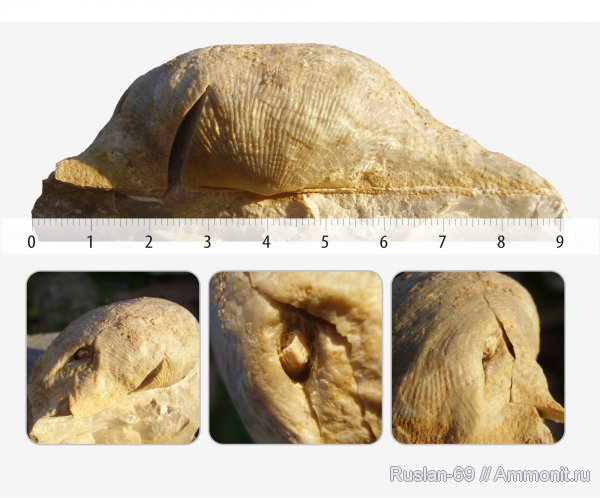 Gigantoproductus, прижизненные повреждения, Productida
