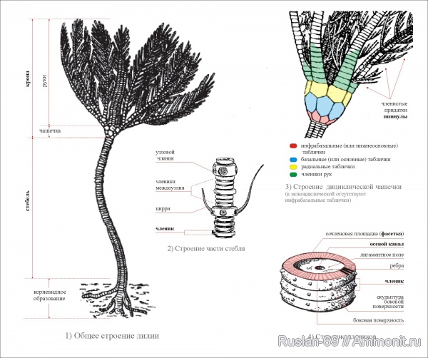 морские лилии, криноидеи, морфология ископаемых беспозвоночных