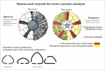 Правильные морские ежи