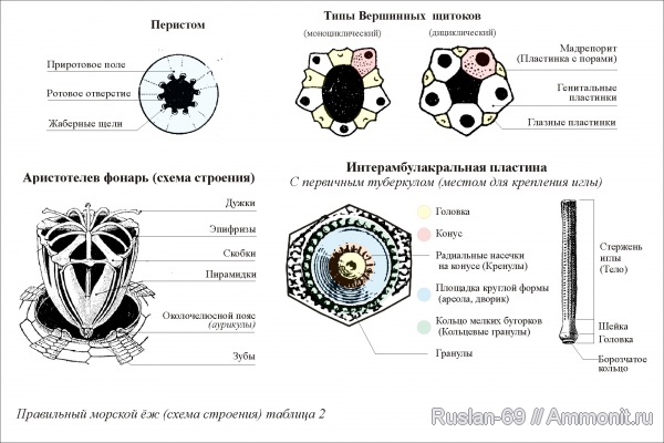 морские ежи, морфология ископаемых беспозвоночных