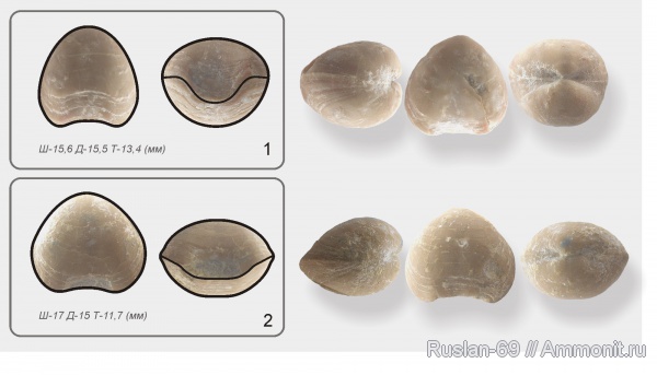 брахиоподы, ордовик, Porambonites, Pentamerida, Ordovician