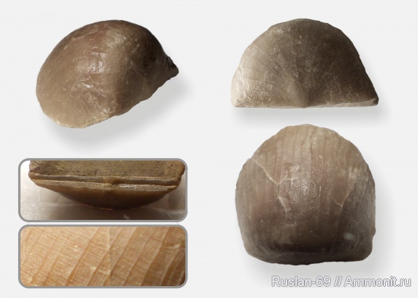 Strophomenida, Oepikina, Oepikina imbrex, Furcitellinae, Panderites, Panderites imbrex