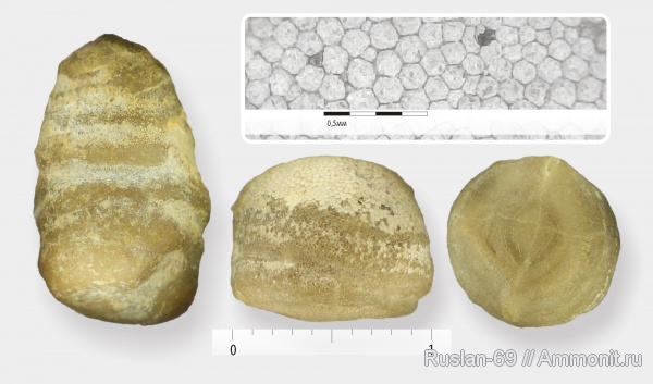 ордовик, мшанки, Ordovician