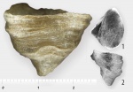 Мшанка Dianulites