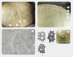 Обломок Echinosphaerites aurantium