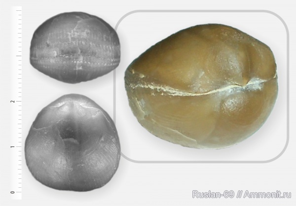 Orthida, Lycophoria
