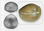"Колобок" (Lycophoria nucella)